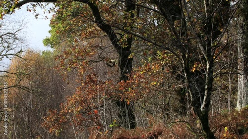 Autumn leaves falling in oak forest, Ariundle, Scotland photo