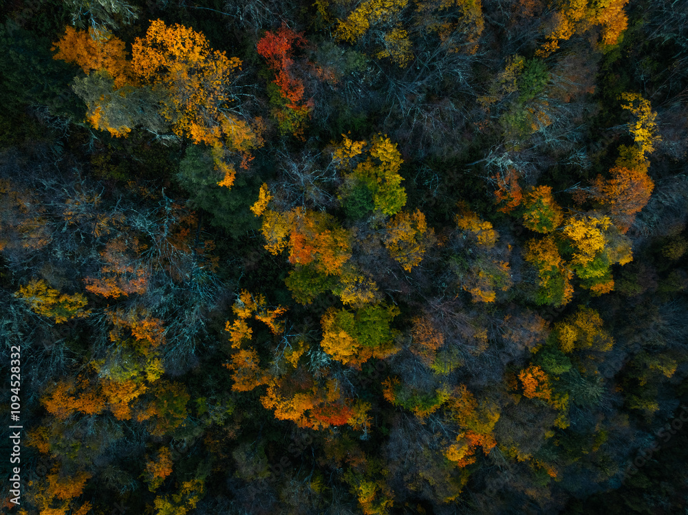 Aerial view of beautiful autumn forest landscape in the sunrise Aerial view of beautiful autumn forest landscape in the sunrise
