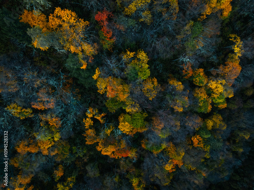 Aerial view of beautiful autumn forest landscape in the sunrise