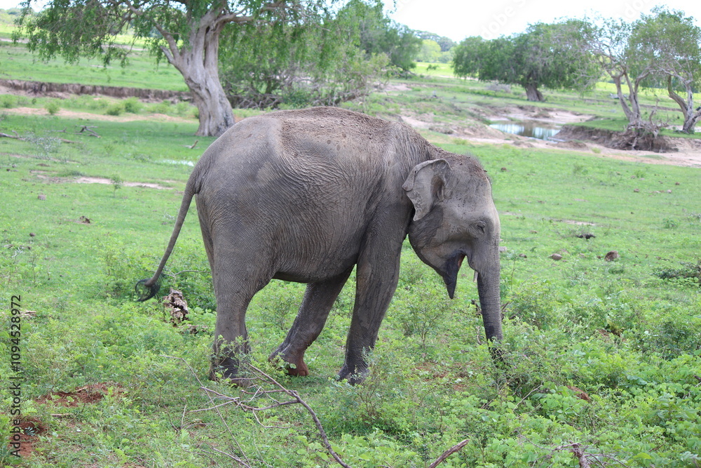 Fototapeta premium Yala Nationalpark