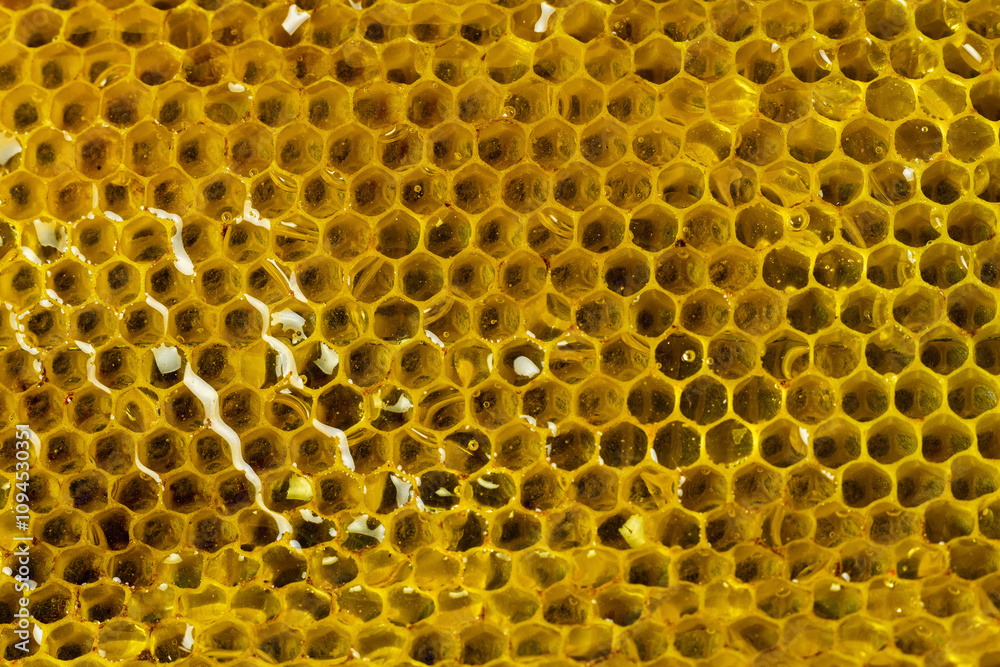 Close-up of honeycomb dripping with golden honey, showcasing the intricate hexagonal structure of the beeswax cells Close-up of honeycomb dripping with golden honey, showcasing the intricate hexagonal structure of the beeswax cells