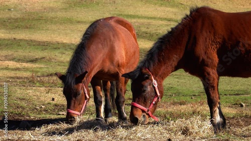 Wallpaper Mural 木曽馬（木曽馬の里） Torontodigital.ca