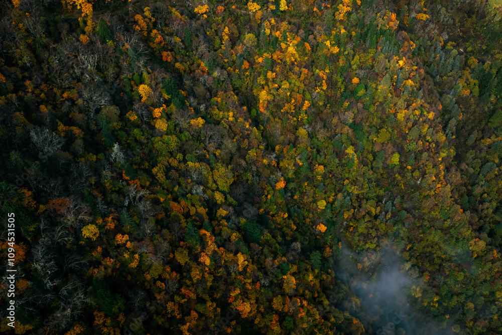 Aerial view of beautiful autumn forest landscape in the sunrise Aerial view of beautiful autumn forest landscape in the sunrise