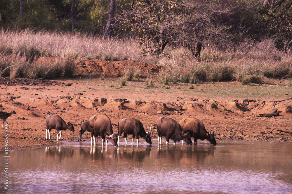 Obraz premium Bison drinking water, tadoba national park, sanctuaries, maharashtra, india, asia