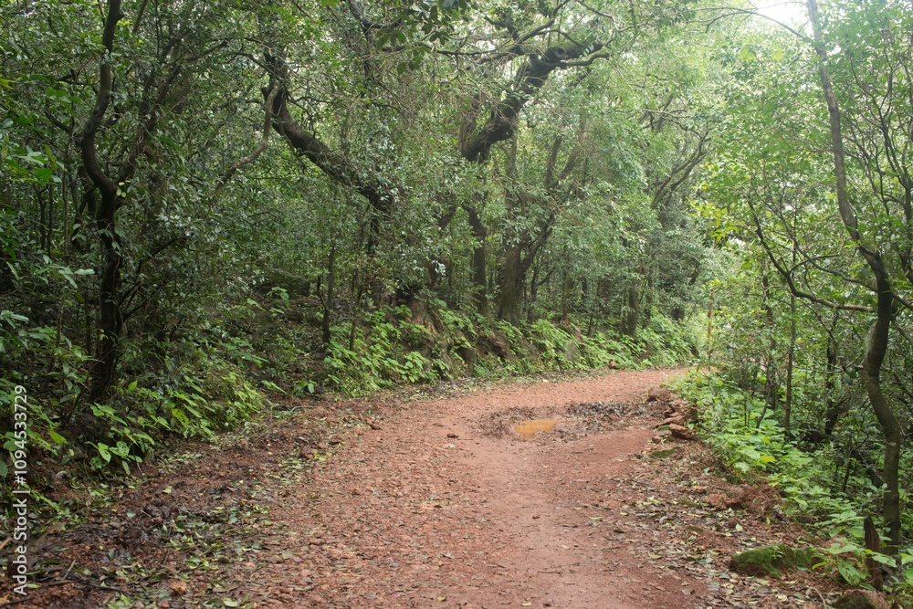 Fototapeta premium Dense Forest, Matheran Hill Station, Raigad, Maharashtra, India, Asia