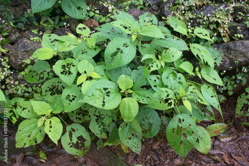 Wild Plant Leaves, Matheran Hill Station, Raigad, Maharashtra, India, Asia photo