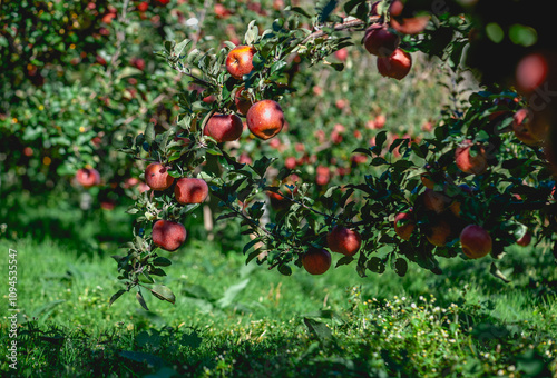 Red apples grow on tree in morning sunshine