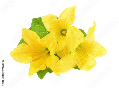 Close-up yellow pumpkin flower and young fruit on isolated white background