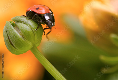 Coccinelle