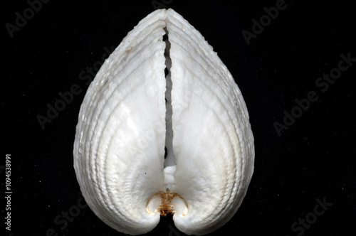 Cardium Cardissa Shell photo