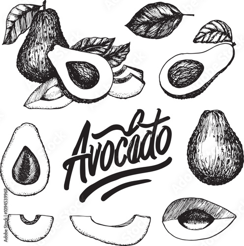 Hand-Drawn Avocado Sketches