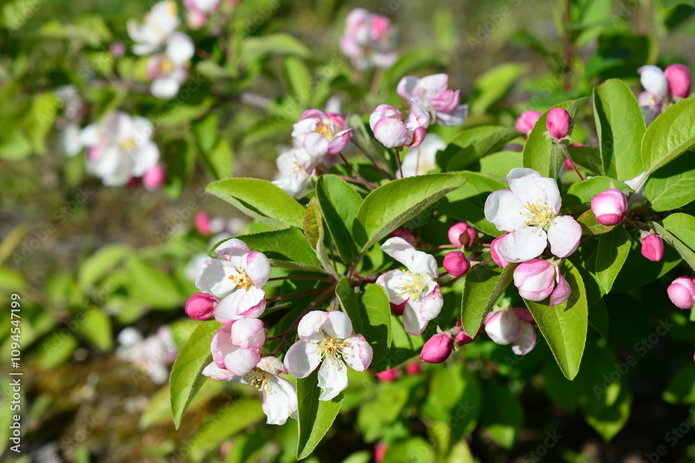 a plant with pink and white flowers and green leaves apple in blossom a plant with pink and white flowers and green leaves apple in blossom