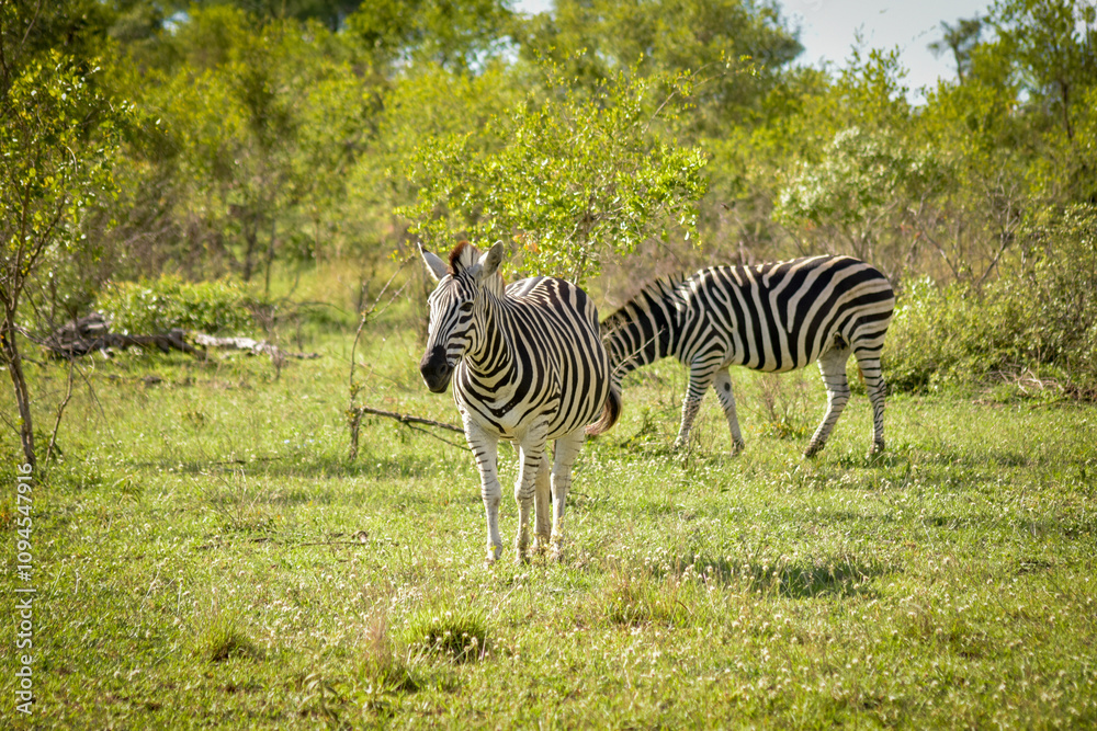Fototapeta premium Zebra im Kruger