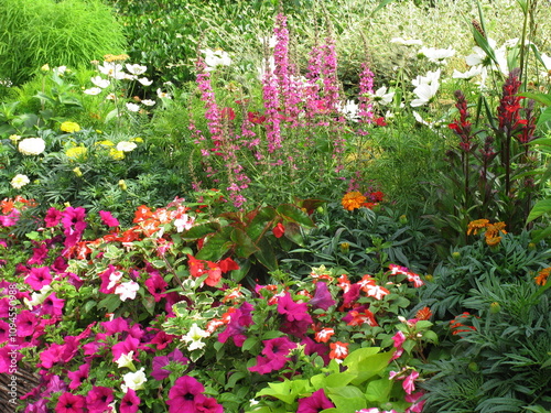 massif de fleurs