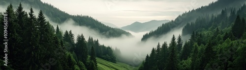 A misty valley surrounded by evergreen forests under a cloudy sky, creating a serene and tranquil landscape.