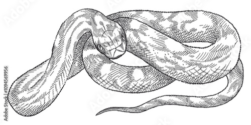 Hand-drawn graphic sketch of Snake in black isolated on white background. Front view reptile and symbol of 2025 Chinese New Year in sketch style.
