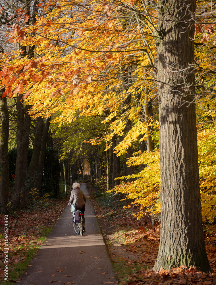 elderly woman on bike on bicycle track in fall forest near utrecht in holland elderly woman on bike on bicycle track in fall forest near utrecht in holland