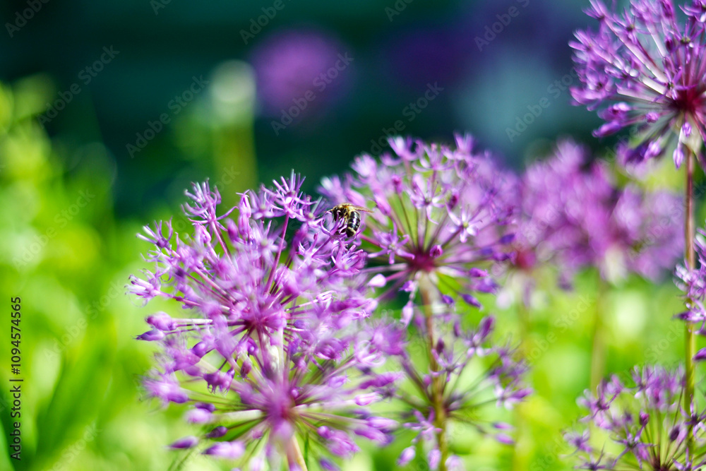 insects macrocosm bee flowers the world around