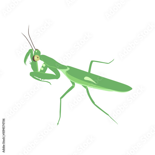 Detailed vector illustration of a standing green praying mantis, showing the insect's anatomy and design. Ideal for educational and nature-related themes.