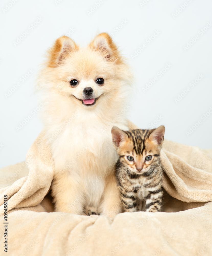 Obraz premium Happy Spitz puppy lying with bengal kitten on a bed wrapped in cozy plaid