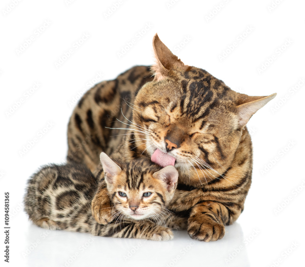 Obraz premium Adult bengal cat hugs and licks tiny kitten. isolated on white background