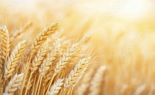 Golden wheat field swaying in the gentle breeze under a warm sun in the early...