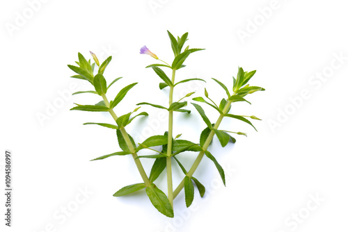 Rice Paddy Herb,Limnophila aromatica, fresh rice paddy herb on white background, Rice paddy herb isolated on white background, rice paddy herb plant on white background. photo