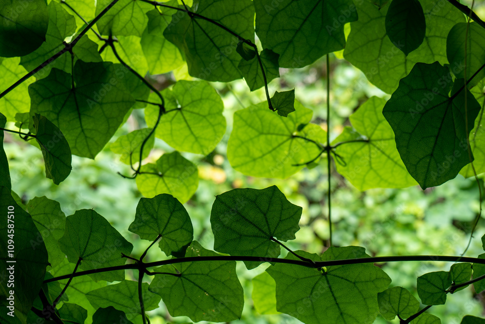 Creeper ornamental, green leaves creeper background .green leaf ivy Ornamental, the leaves surface texture Abstract background. Creeper ornamental, green leaves creeper background .green leaf ivy Ornamental, the leaves surface texture Abstract background.