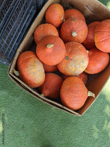 orange pumpkins are for sale