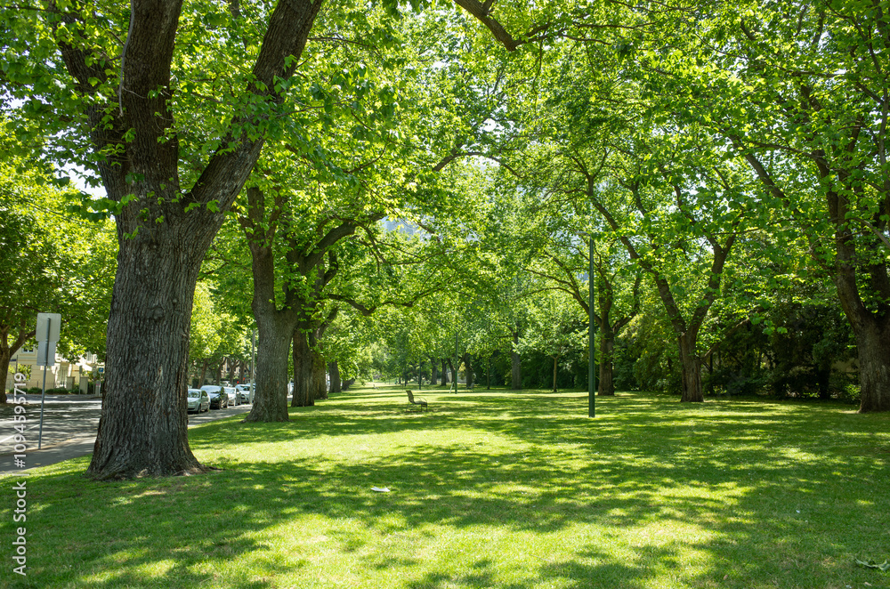Background texture of a serene urban park landscape with a row of mature trees casting dappled shadows on a large lush green lawn for recreation and relaxation. East Melbourne, Australia Background texture of a serene urban park landscape with a row of mature trees casting dappled shadows on a large lush green lawn for recreation and relaxation. East Melbourne, Australia