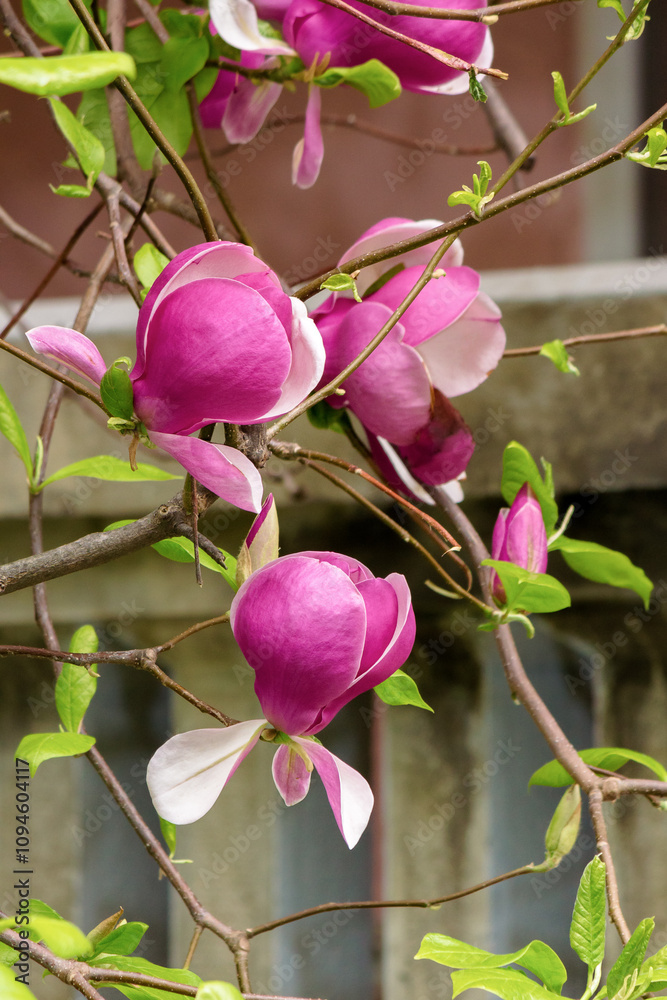 Fototapeta premium purple magnolia in full bloom. hybrid soulangeana plant. beautiful nature spring background. decorative tree