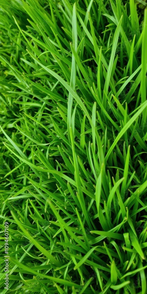 Close-up of lush green grass textured background, lawn Close-up of lush green grass textured background, lawn