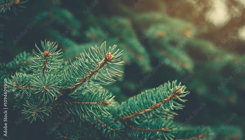 A Beautiful Christmas Background Featuring a Close-Up of Green Fir Tree Branches. Perfect for Copy Space, Trendy and Moody Seasonal Designs, Holiday Cards, or Festive Winter-Themed Projects. A Beautiful Christmas Background Featuring a Close-Up of Green Fir Tree Branches. Perfect for Copy Space, Trendy and Moody Seasonal Designs, Holiday Cards, or Festive Winter-Themed Projects.