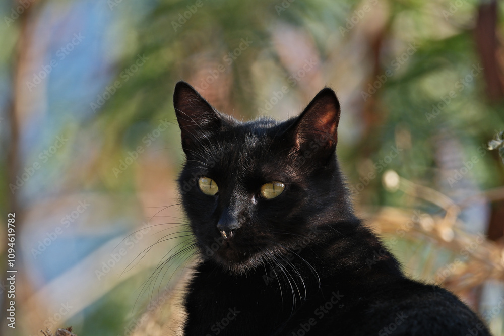 Black cat with yellow eyes on a background of green leaves Black cat with yellow eyes on a background of green leaves