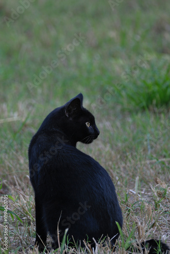 Black cat with yellow eyes on a background of green leaves