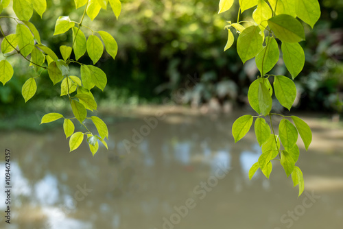 Green leaves Background. green leave ivy natural background 