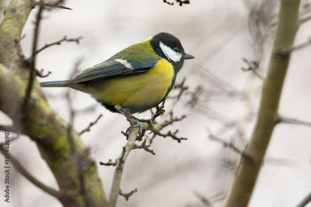 Great tit sitting on a tree branch Great tit sitting on a tree branch