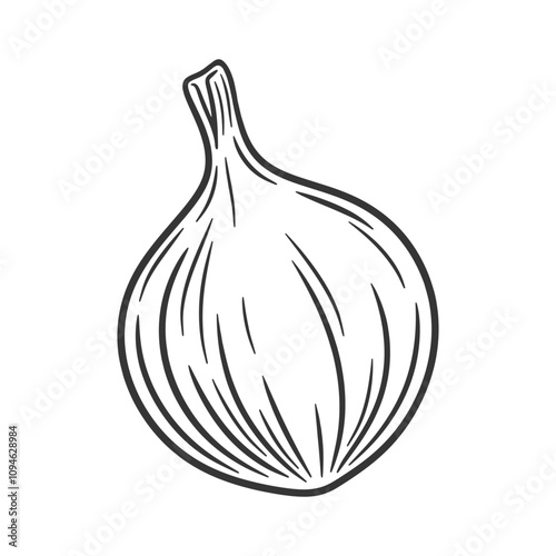 Whole onion bulb. Sweet onion isolated on white. Sketch illustration of peeled onion.