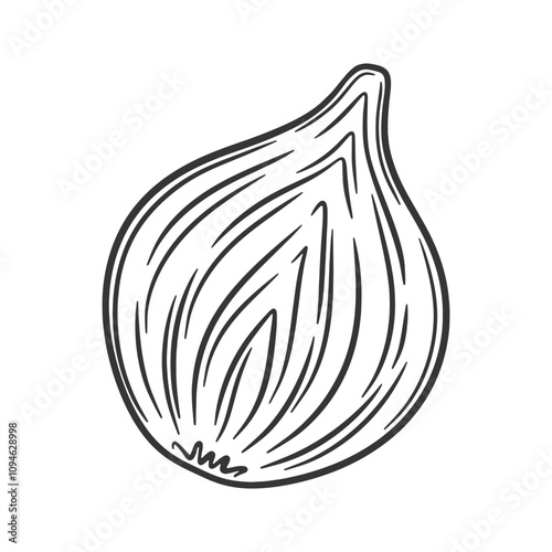 Vector illustration of onion bulb cut in half. Peeled onion sketch. Outline draw.