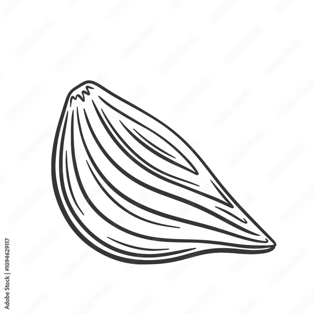 Vector illustration of onion bulb cut in half. Peeled onion sketch. Outline draw. Vector illustration of onion bulb cut in half. Peeled onion sketch. Outline draw.