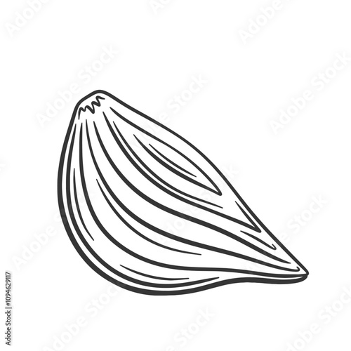 Vector illustration of onion bulb cut in half. Peeled onion sketch. Outline draw.