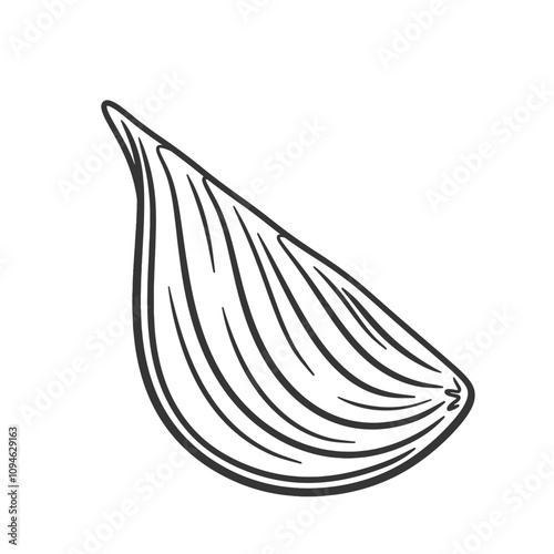 Cut in half onion bulb draw. Outline sketch onion bulb.