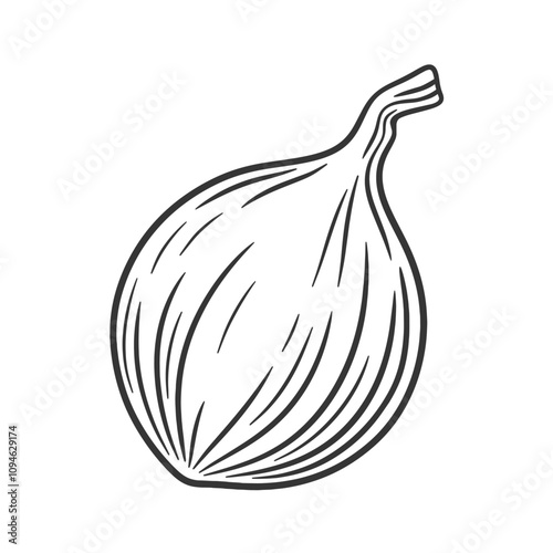 Whole onion bulb with stem. Sweet onion isolated on white. Sketch illustration of peeled onion.