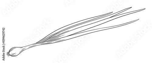 Vector outline green onion. Hand drawn sketch illustration of onion feathers. Onion isolated on white.