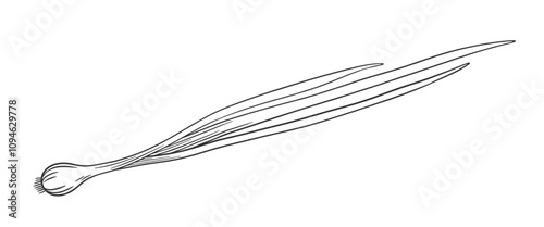 Vector outline green onion. Hand drawn sketch illustration of onion feathers. Onion isolated on white.