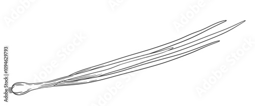 Vector outline green onion with stem and leaves. Hand drawn sketch illustration of onion. Healthy vegetable ingredient for cooking, condiment and spice.