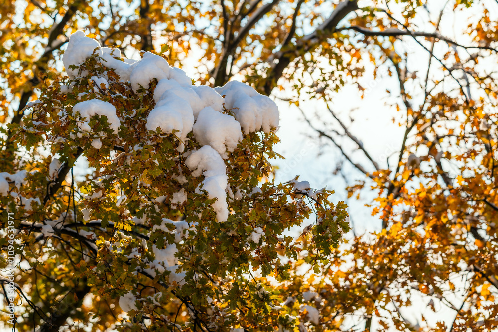 Orange oak leaves covered with a cap of freshly fallen snow. Beautiful sunny day. Between autumn and winter. A close-up of a tree. First snow. Snow-covered autumn tree