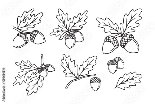 Hand drawn doodle oak leaves acorns icon set. leaf, acorn of an oak tree. Outline drawing an acorn. 