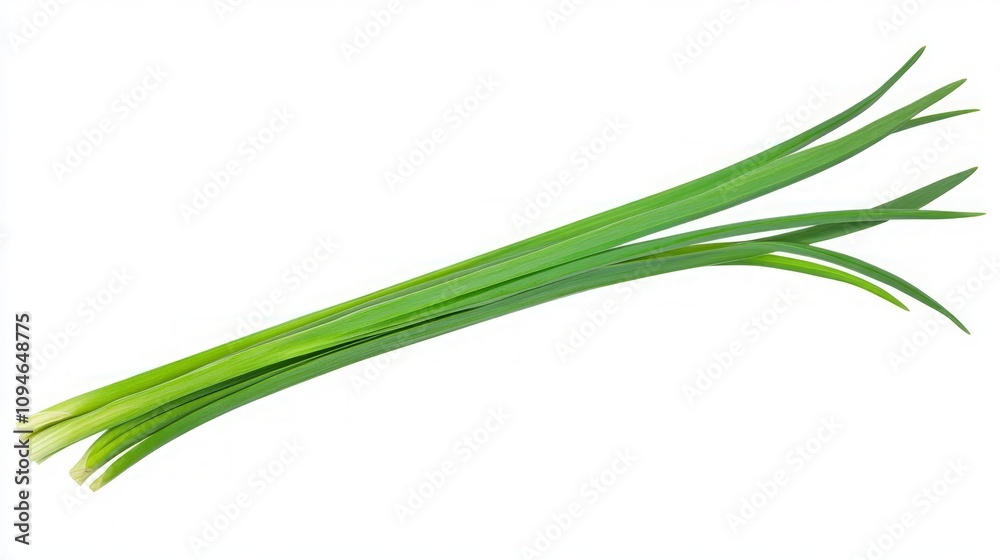Fresh Green Herb Leaves for Cooking Fresh Green Herb Leaves for Cooking