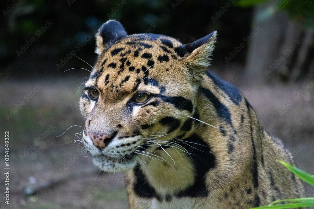 Fototapeta premium Leopard